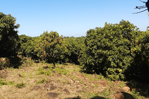 ratnagiri (2)