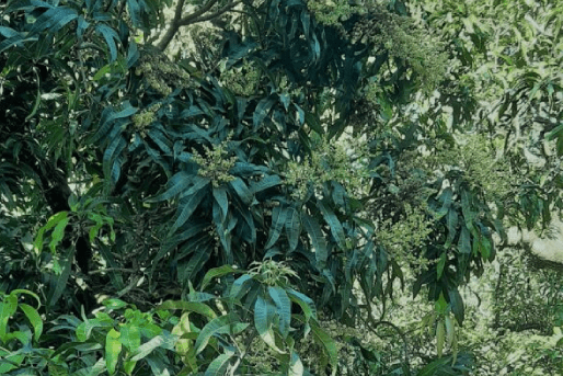 ratnagiri (3)